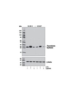 Cell Signaling Thymidylate Synthase (D5b3) Xp Rabbit mAb