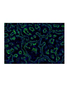 Cell Signaling Na,K-ATPase alpha1 (D4Y7E) Rabbit Monoclonal Antibody (Alexa Fluor® 488 Conjugate)