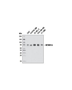 Cell Signaling Mtmr14 Antibody