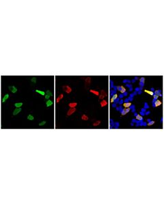 Cell Signaling HA-Tag (C29F4) Feline Chimeric mAb