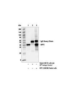 Cell Signaling Hpf1 (E8b3w) Rabbit mAb