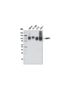 Cell Signaling Lamp1 (D2d11) Xp Rabbit mAb