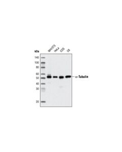 Cell Signaling Alpha-Tubulin (11h10) Rabbit mAb (Hrp Conjugate)