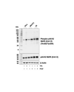 Cell Signaling Phospho-P44/42 Mapk (Erk1/2) (Thr202/Tyr204) Antibody