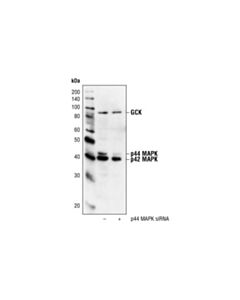 Cell Signaling P44/42 Mapk (Erk1/2) Antibody