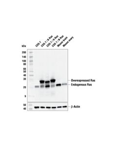 Cell Signaling Ras (E4K9L) Rabbit mAb 20 uL