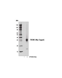 Cell Signaling Trem2 (D8i4c) Rabbit mAb