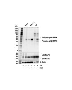 Cell Signaling Phospho-P44/42 Mapk (Erk1/2) (Thr202/Tyr204) (E10) Mouse mAb