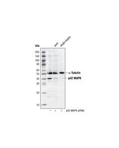 Cell Signaling P42 Map Kinase (Erk2) Antibody