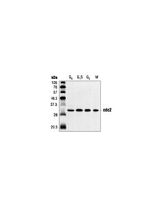 Cell Signaling Cdc2 (Poh1) Mouse mAb
