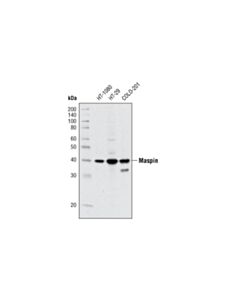 Cell Signaling Maspin (T50) Antibody