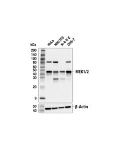 Cell Signaling MEK1/2 (47E6) Rabbit mAb 20 uL