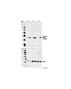 Cell Signaling Phospho-Mek1 (Thr286) Antibody