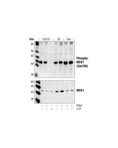 Cell Signaling Phospho-Mek1 (Ser298) Antibody