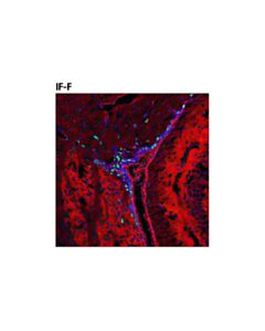 Cell Signaling Ki-67 (D3b5) Rabbit mAb