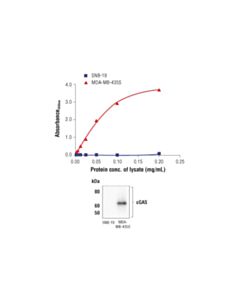 Cell Signaling Fastscan Total Cgas ELISA Kit