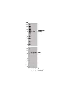 Cell Signaling Phospho-Stat3 (Ser727) Antibody