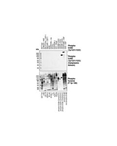 Cell Signaling Phospho-Her2/Erbb2 (Tyr1221/1222) (6b12) Rabbit mAb (BSA And Azide Free)