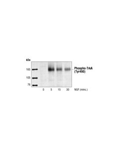 Cell Signaling Phospho-Trka (Tyr490) Antibody
