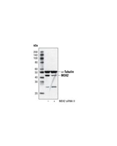 Cell Signaling Mek2 (13e3) Rabbit mAb
