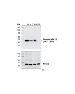 Cell Signaling Phospho-Mek1/2 (Ser217/221) (41g9) Rabbit mAb