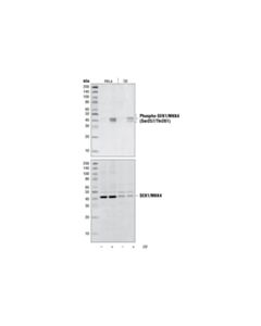 Cell Signaling Phospho-Sek1/Mkk4 (Ser257/Thr261) Antibody