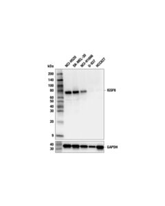 Cell Signaling IGSF8 (F6M8L) Rabbit mAb; 20 µl