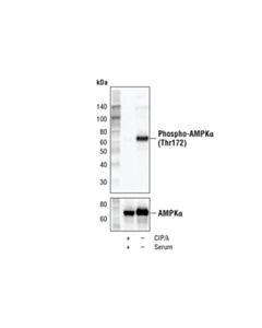 Cell Signaling Ampk Control Cell Extracts