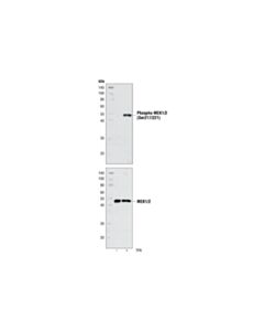 Cell Signaling Mek1/2 Control Cell Extracts