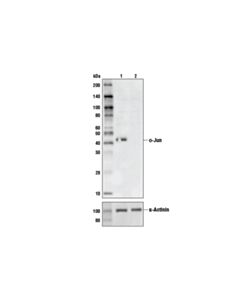 Cell Signaling C-Jun (60a8) Rabbit mAb