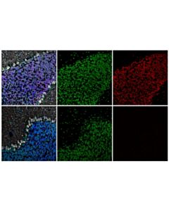 Cell Signaling Phospho-CREB (Ser133) (87G3) Feline Chimeric mAb