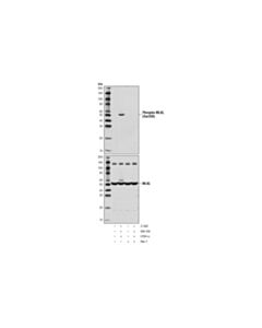 Cell Signaling Phospho-MLKL (Ser358) (D6H3V) Rabbit mAb 20 uL