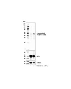 Cell Signaling Phospho-Rip3 (Thr231/Ser232) (E7s1r) Rabbit mAb