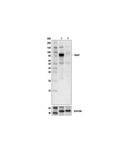 Cell Signaling Stat1 Antibody