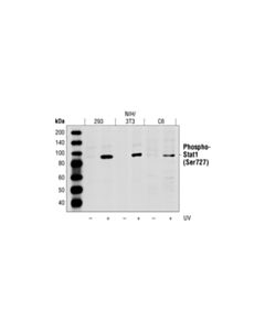 Cell Signaling Phospho-Stat1 (Ser727) Antibody