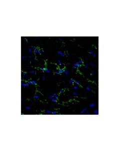 Cell Signaling CD45 (D3F8Q) Horse Chimeric mAb