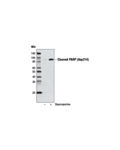 Cell Signaling Cleaved Parp (Asp214) (D64e10) Xp Rabbit mAb (Biotinylated)