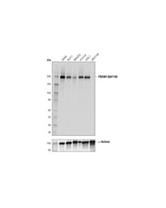 Cell Signaling Pbrm1/Baf180 (D3f7o) Rabbit mAb