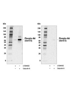 Cell Signaling Western Blot Stripping Buffer (5x)