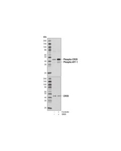 Cell Signaling Creb Control Cell Extracts