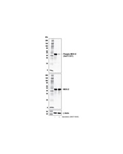 Cell Signaling Dabrafenib (Gsk2118436)