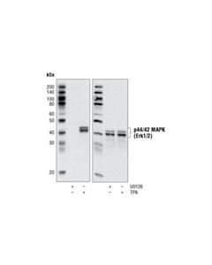 Cell Signaling P44/42 Mapk (Erk1/2) Control Cell Extracts