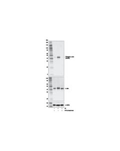 Cell Signaling Phospho-C-Jun (Ser63) (E6i7p) Xp Rabbit mAb