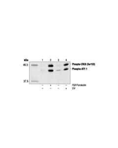 Cell Signaling Phospho-Creb (Ser133) (1b6) Mouse mAb