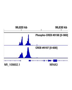 Cell Signaling Creb (48h2) Rabbit mAb