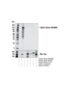 Cell Signaling Lbcpf1 (Strain Nd2006 ) (2d5-6g11) Mouse mAb