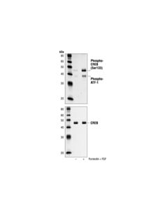 Cell Signaling Phospho-Creb (Ser133) (87g3) Rabbit mAb