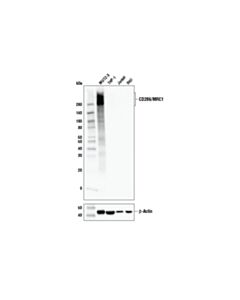Cell Signaling Cd206/Mrc1 (E2l9n) Rabbit mAb
