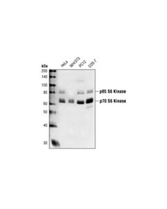 Cell Signaling P70 S6 Kinase Antibody