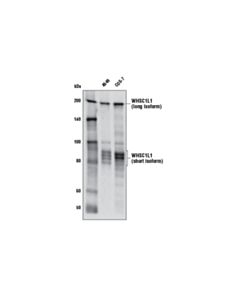 Cell Signaling WHSC1L1 (D4N9N) Rabbit mAb 20 uL